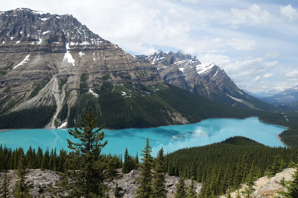 Forest Regions  The Canadian Encyclopedia